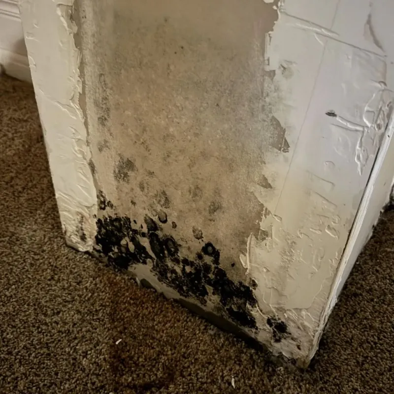 Professional Mold Removal in Middleville, MI